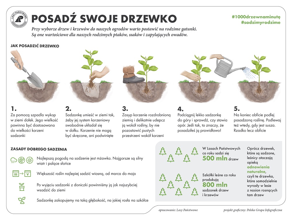 Infografika jak sadzić drzewa