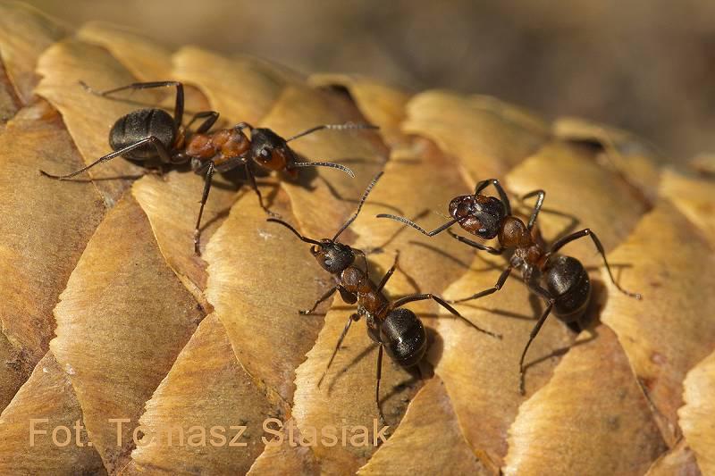 Mrówki na szyszce świerka (fot. T. Stasiak)