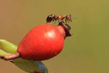 Mrówki w środowisku leśnym
