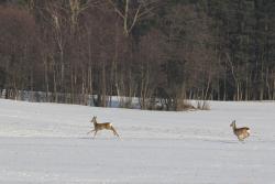 Sarny&#x20;na&#x20;zaśnieżonym&#x20;polu&#x20;&#x28;fot&#x2e;&#x20;Bogusław&#x20;Różycki&#x29;