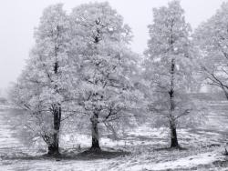 Oszronione&#x20;drzewa&#x20;&#x28;fot&#x2e;&#x20;Tomasz&#x20;Stasiak&#x29;