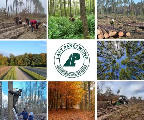 Ogłoszenie o naborze na staż w Regionalnej Dyrekcji Lasów Państwowych w Toruniu