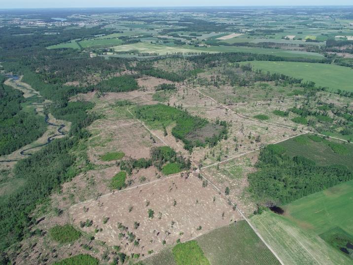 Widok uszkodzonych lasów z lotu ptaka