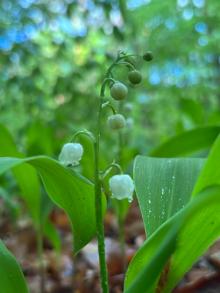Konwalia majowa (Convallaria majalis L.)